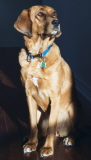 Amber Dog Training Star