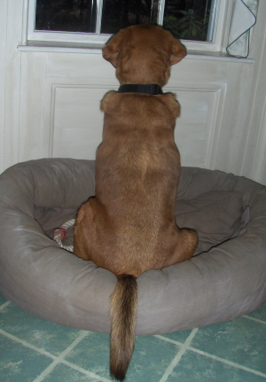 Dog Training Star Amber