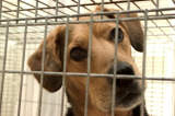 Dog Crates for Dog Training