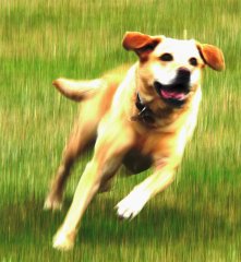 Dog Training To Stop Chasing Cars
