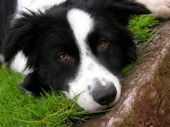 Herding Dog Group: Border Collie