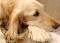 Sporting Dog Breeds