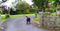 Stop That Bad Dog Behavior!