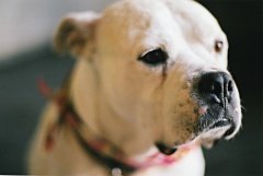 Non-Sporting Breeds