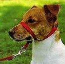 Gentle Leader for Easy Dog Training