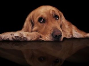 Canine Behavior, You Say?