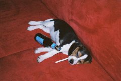 Dog Training Tips For Partying