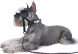 Halti Head Collar