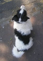 Dog Training Plan Samples At Work