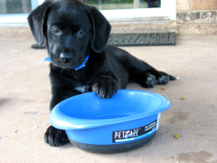 Give Me Healthy Dog Food Please!