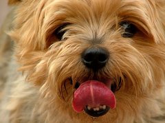 Toy Dog Breeds