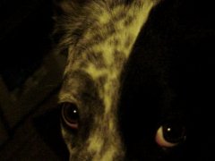 Mixed Dog Breeds Mixed Dog Breeds