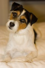 Terrier Dog Breeds
