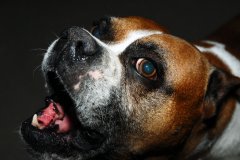 Need Help With Dog Barking?