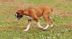 In Need Of Dog Obedience Modification