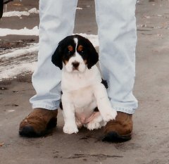 Our Puppy Potty Training Chart Works Just Fine!